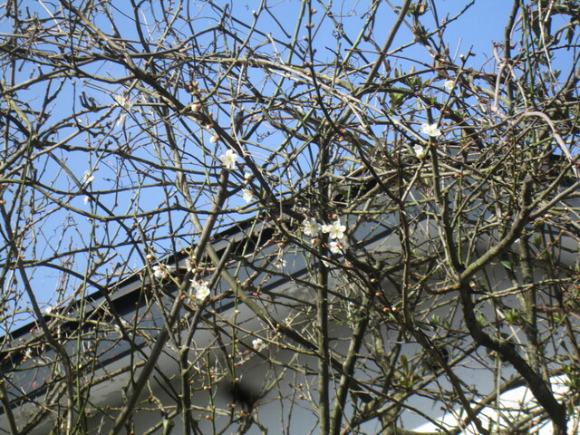 IMG_2965.JPG